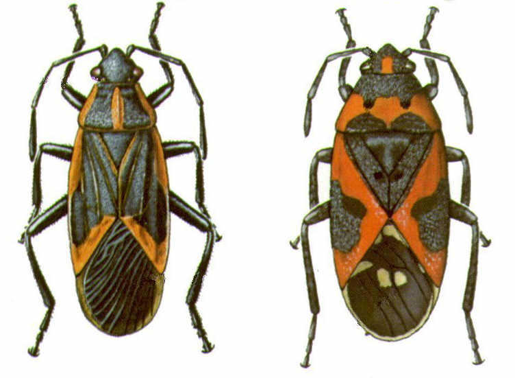 Box Elder Bugs